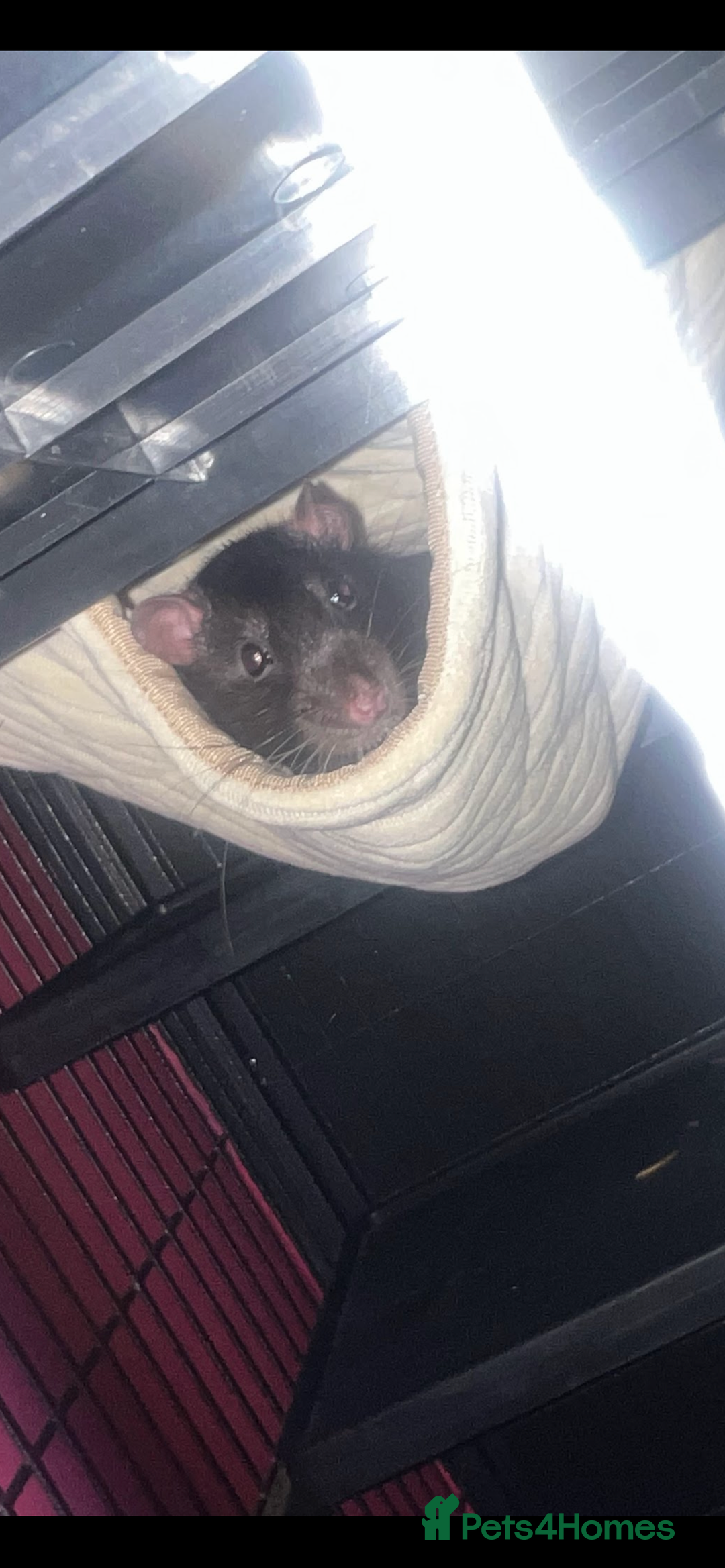 Rat rodents for sale: Jupiter male rat  - Advert 1