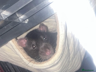 Rat rodents Jupiter male rat - Advert 1