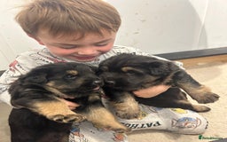 German Shepherd dogs for sale: Gorgeous Male German Shepherd Pup for Sale - Image 12