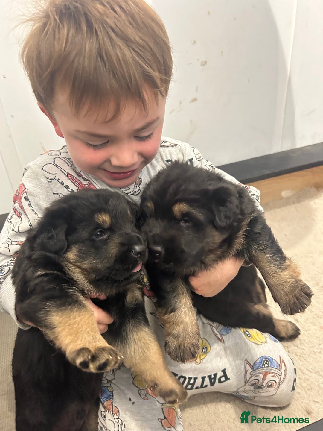 German Shepherd dogs for sale: Gorgeous Male German Shepherd Pup for Sale - Image 12