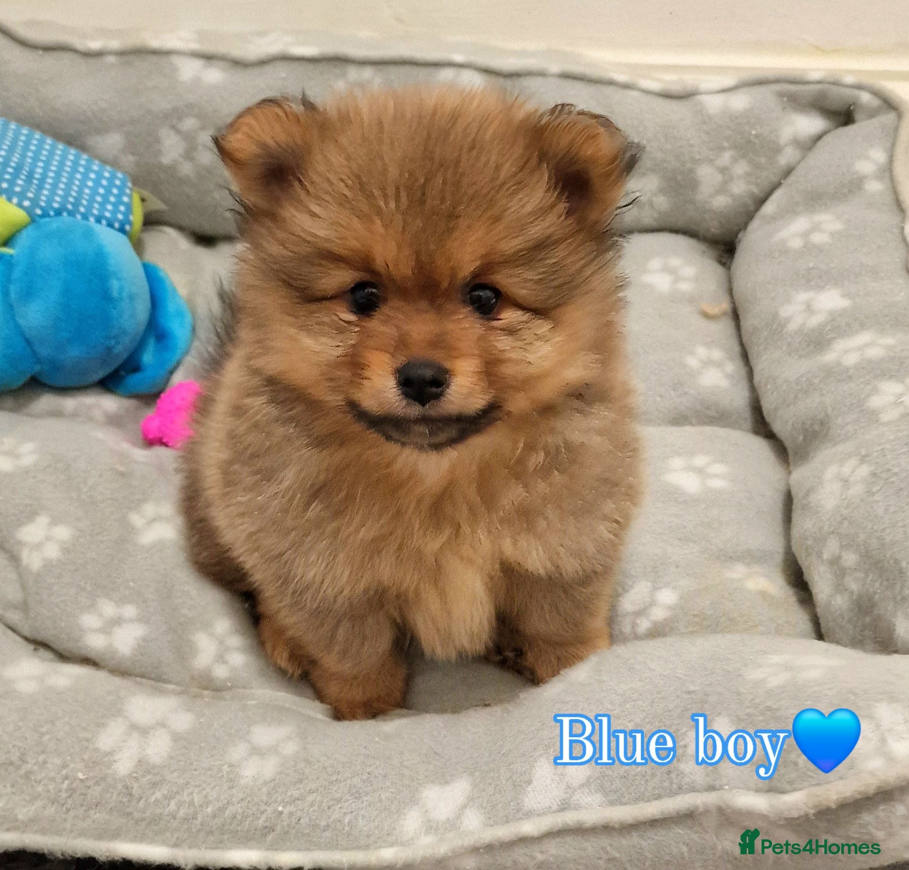 Pomeranian dogs 🐾 Beautiful Pomeranian Puppies🐾❤️ - Advert 2