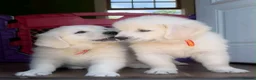 Golden Retriever dogs for sale: GOLDEN RETRIEVER PUPPIES - Advert 5