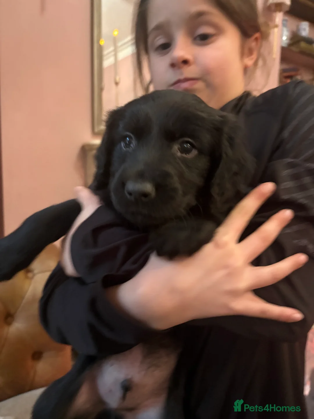 Sprollie dogs for sale: Sprollie pups ready in 5 days  - Advert 5