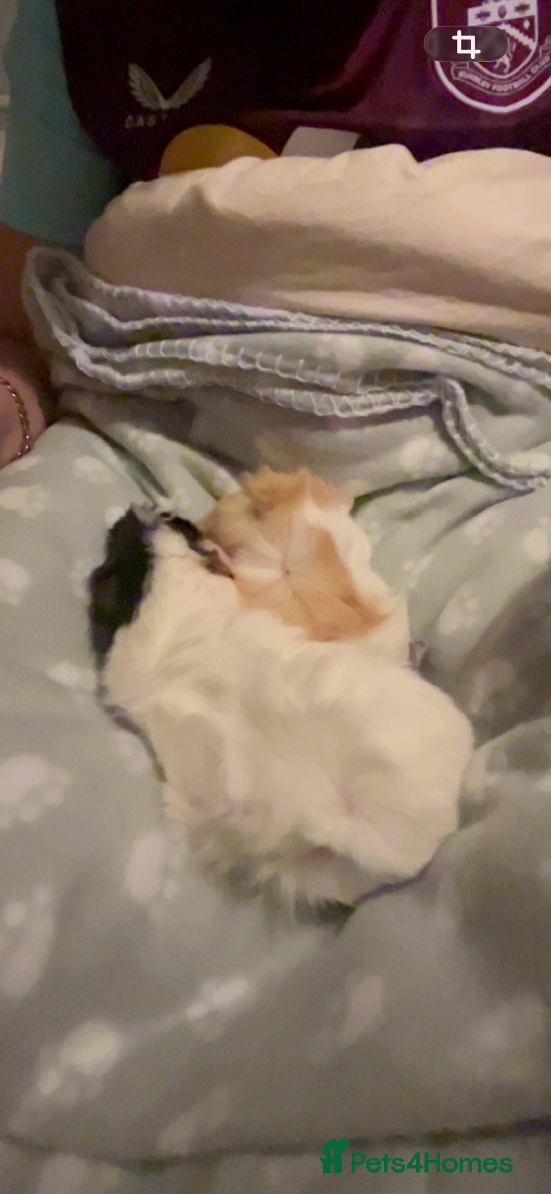 Guinea Pig rodents for sale: Female Guinea Pigs Bonded Need Rehoming - Advert 12