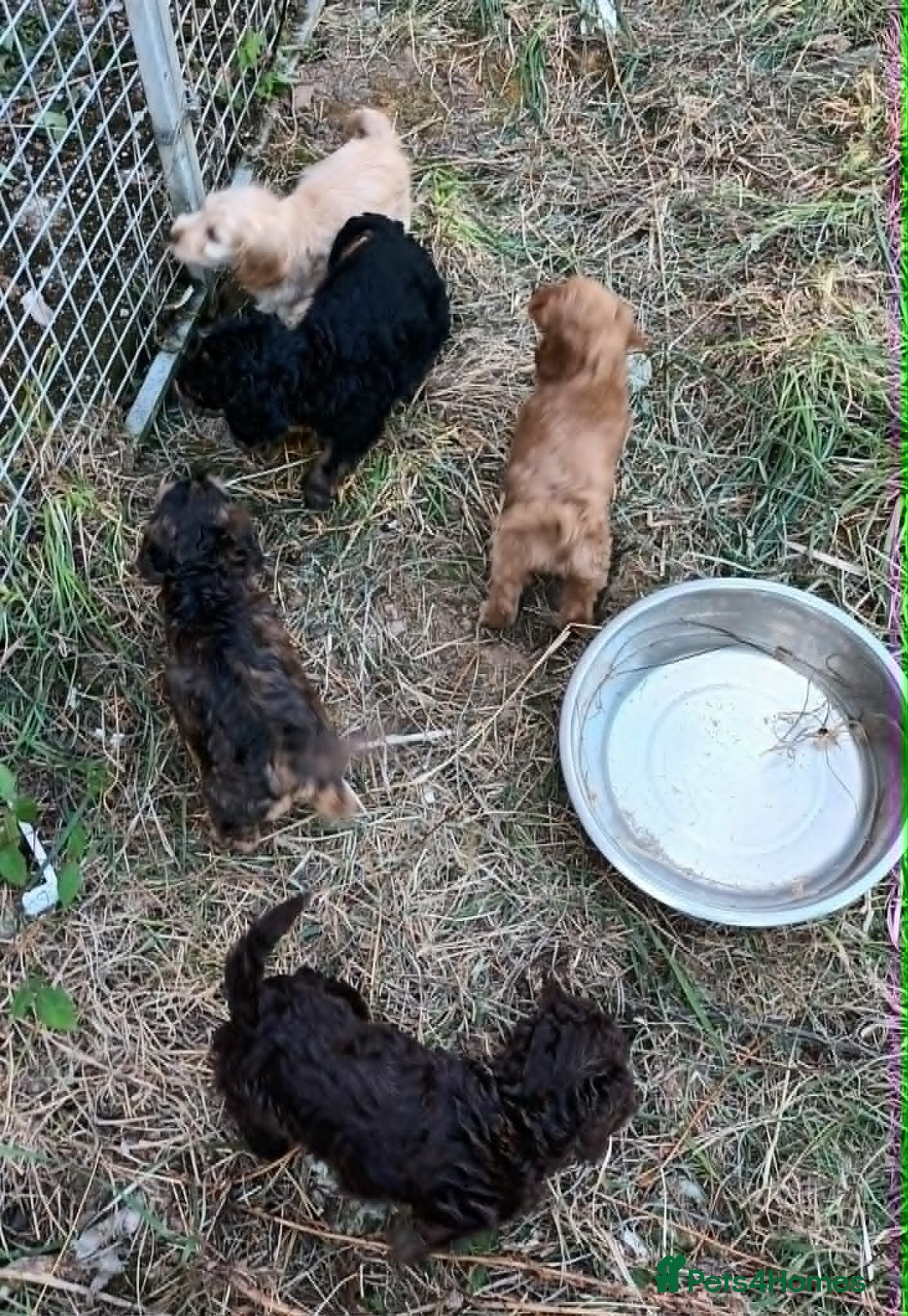 Cockapoo dogs STUNNING F1b COCKAPOO FROM 5* LICENCED BREEDER - Advert 7
