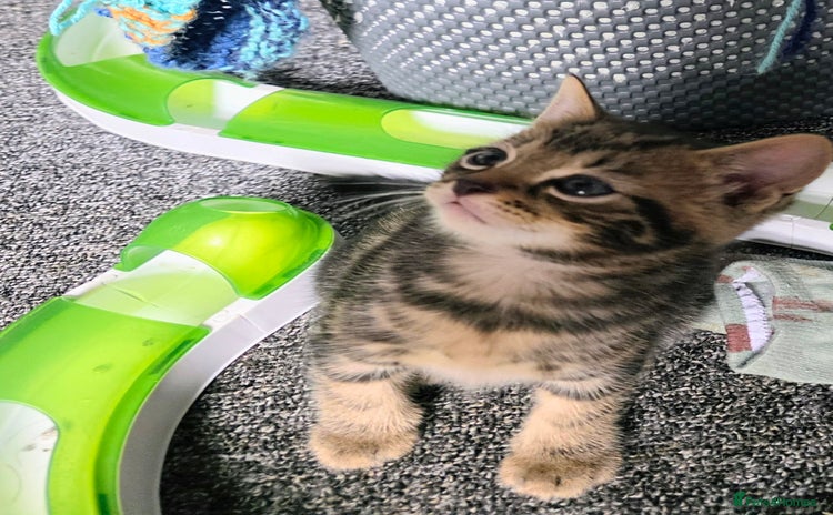 Domestic Shorthair cats - Advert 4