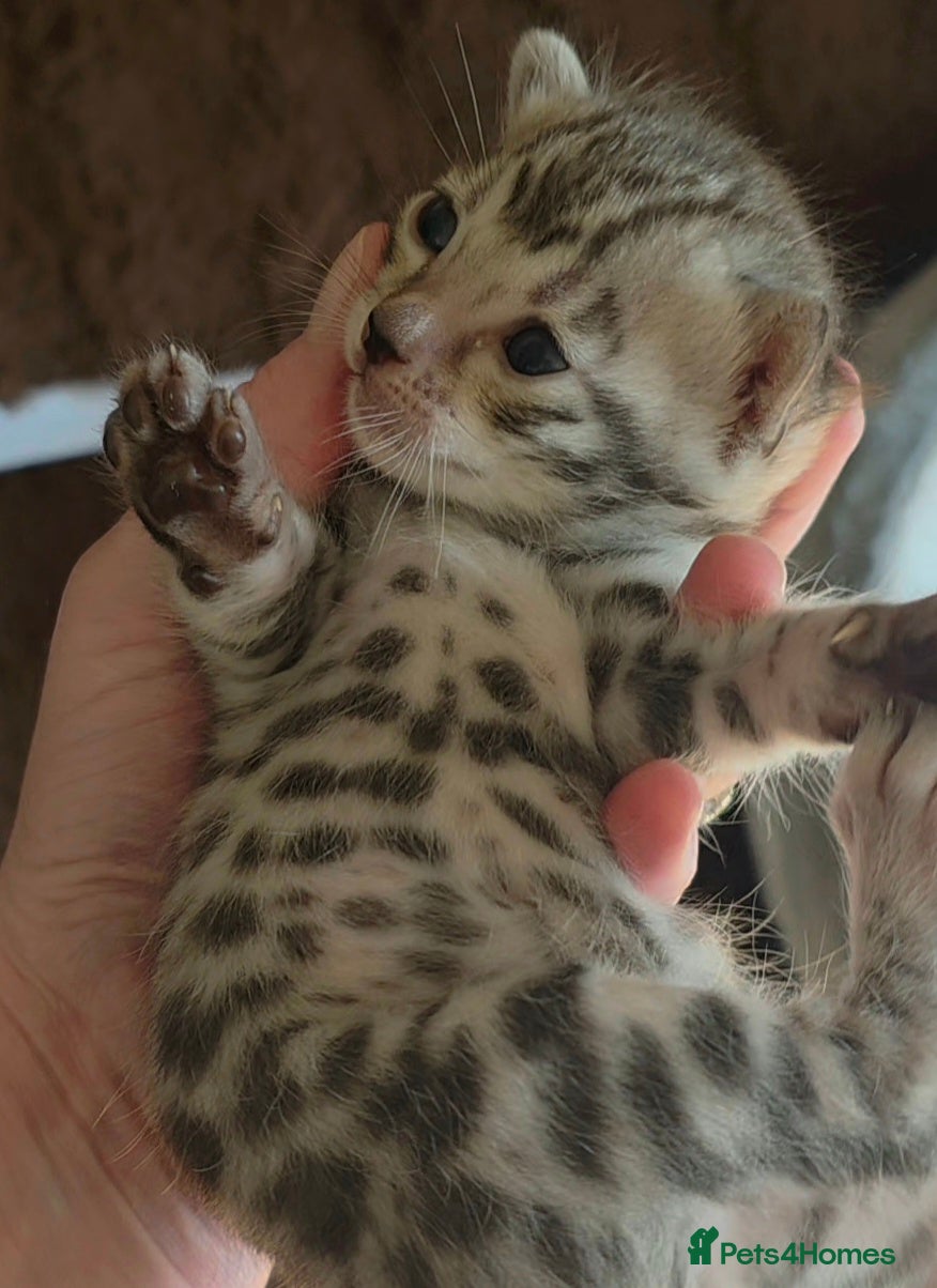 Bengal cats Full bengal girl silver grey exceptional markings - Advert 9