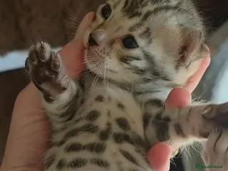 Bengal cats Full bengal girl silver grey exceptional markings - Advert 9