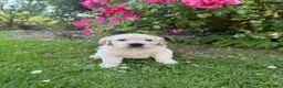 Golden Retriever dogs for sale: Chunky golden retriever puppies, kc registered in Poulton-le-Fylde - Advert 7