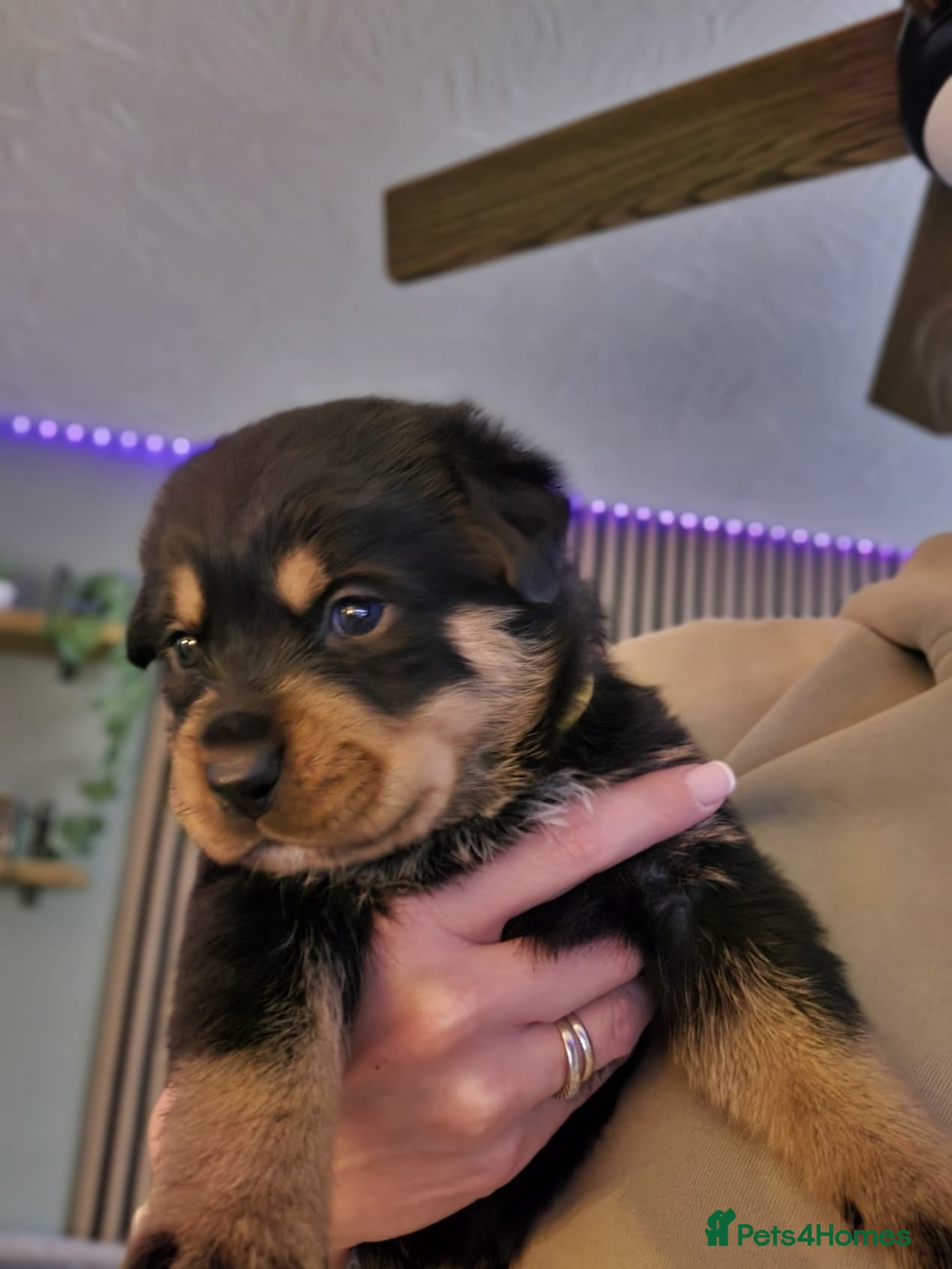 Rottweiler dogs Beautiful chunky Rottweiler puppies  - Advert 16