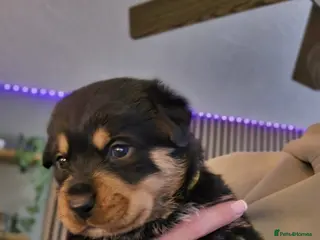 Rottweiler dogs Beautiful chunky Rottweiler puppies - Advert 16