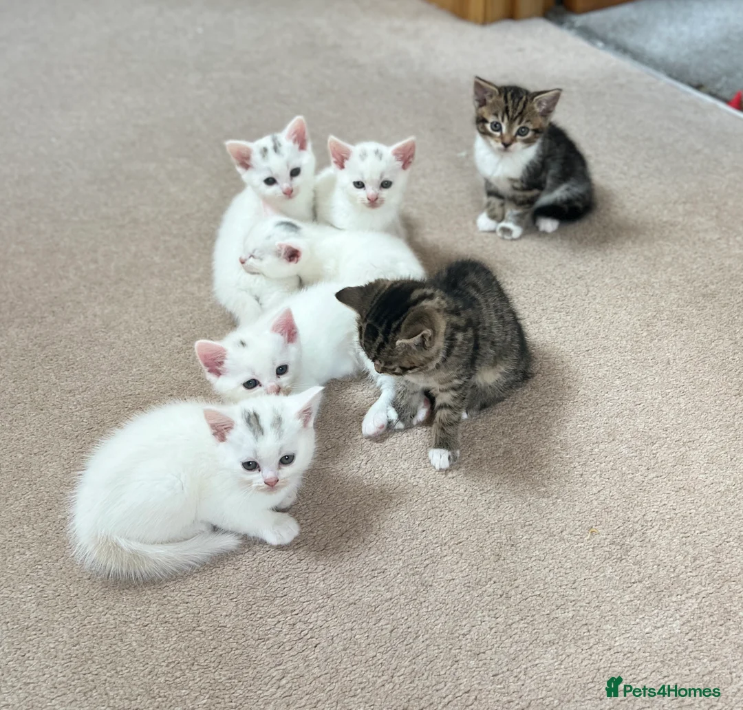 Turkish Angora cats for sale: Turkish angora kittens - Advert 8