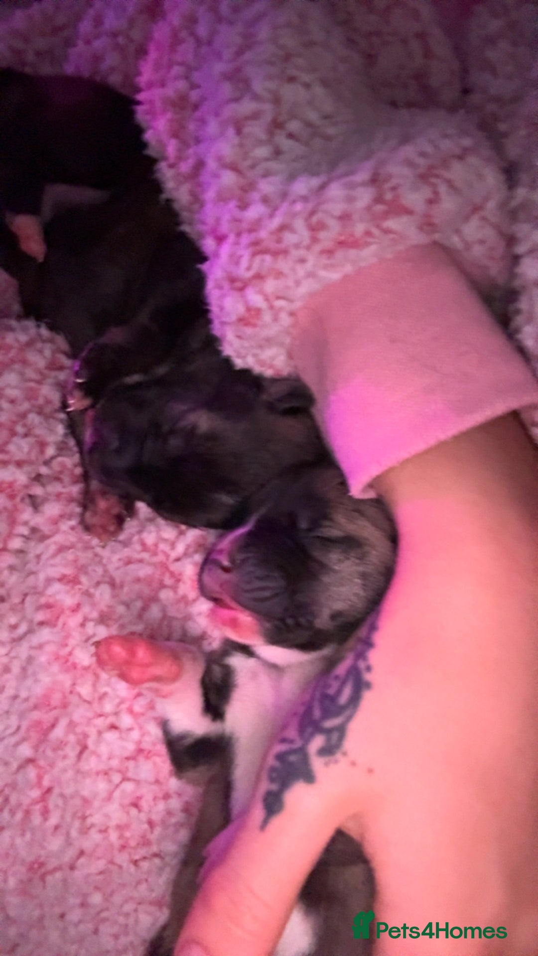 Mixed Breed dogs for sale: Husky x Staffy puppy’s ready now!  - Image 14