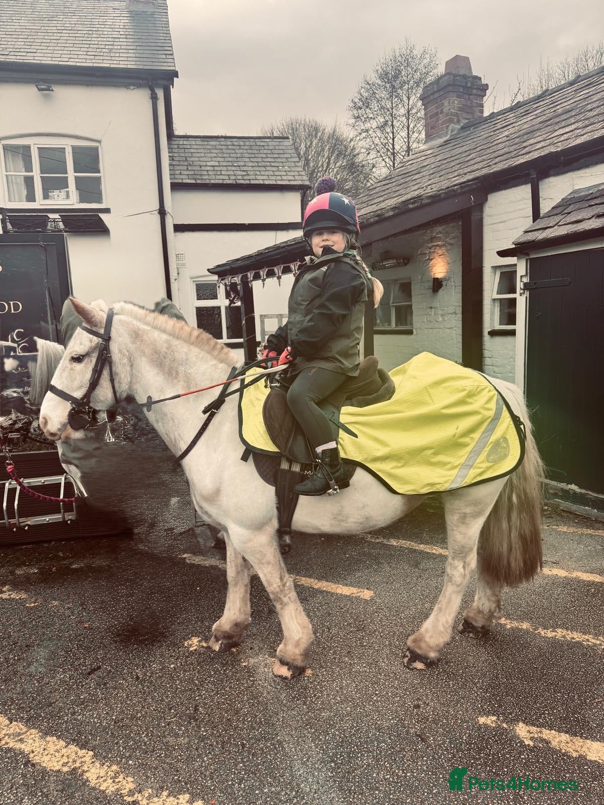 Irish Cob horses Penny 8yr old 12hh safe cob, mare - Advert 1