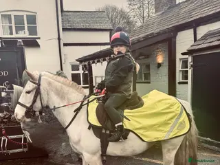 Irish Cob horses Penny 8yr old 12hh safe cob, mare - Advert 1