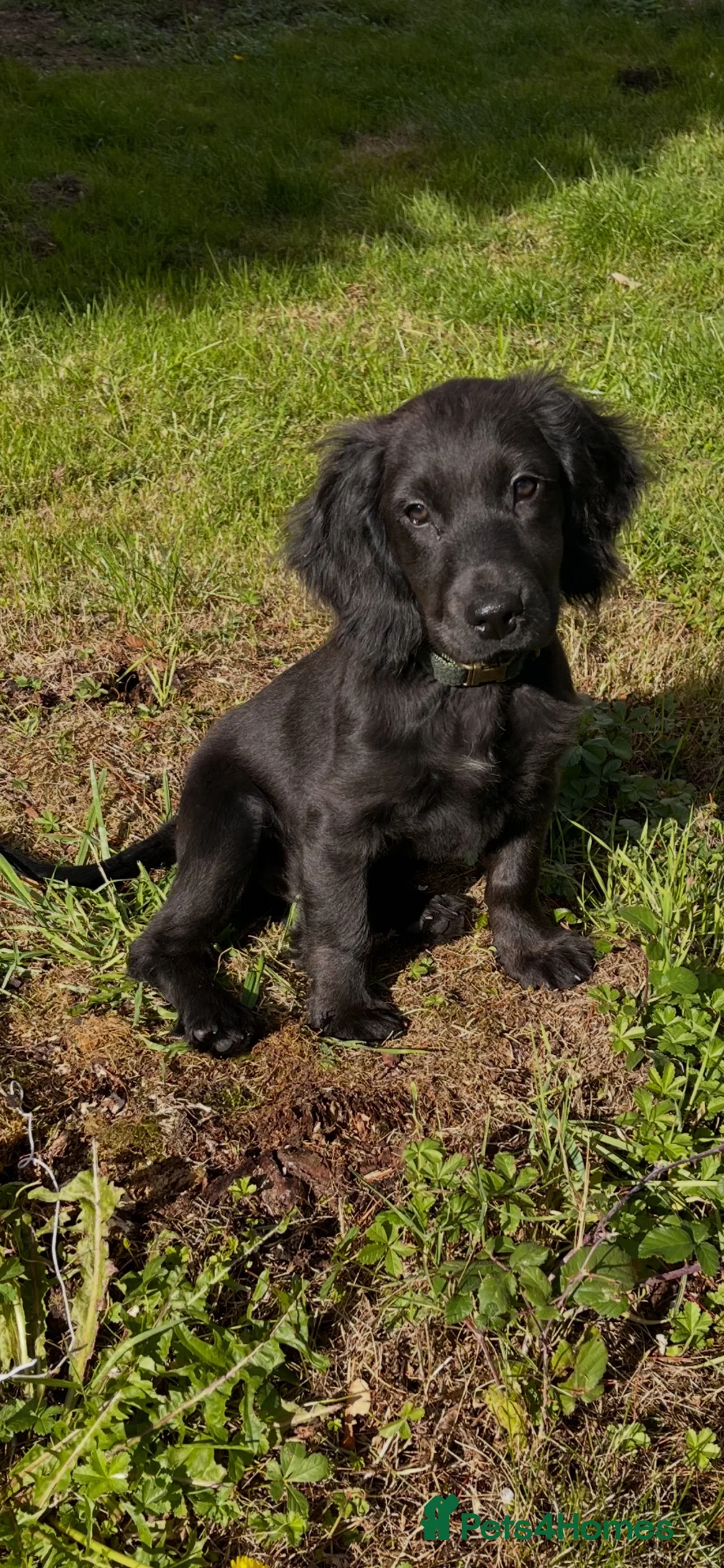 Sprocker dogs for sale: Sprocker in Huntingdon - Advert 2