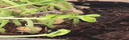 Mixed Breed invertebrates for sale: ☆☆tarantulas ☆ & Baby alpine newts - Advert 2