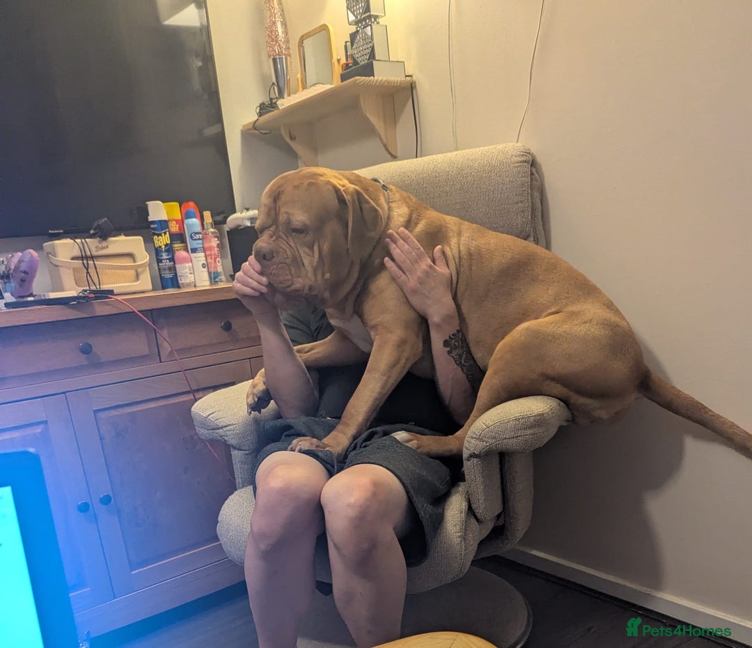 Dogue De Bordeaux dogs for sale: 2 YEAR OLD MALE DOGUE DE BORDEAUX KC REGISTERED - Advert 10