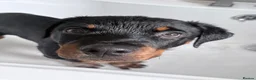 Rottweiler dogs for sale: Male Rottweiler READY TO GO  - Advert 9