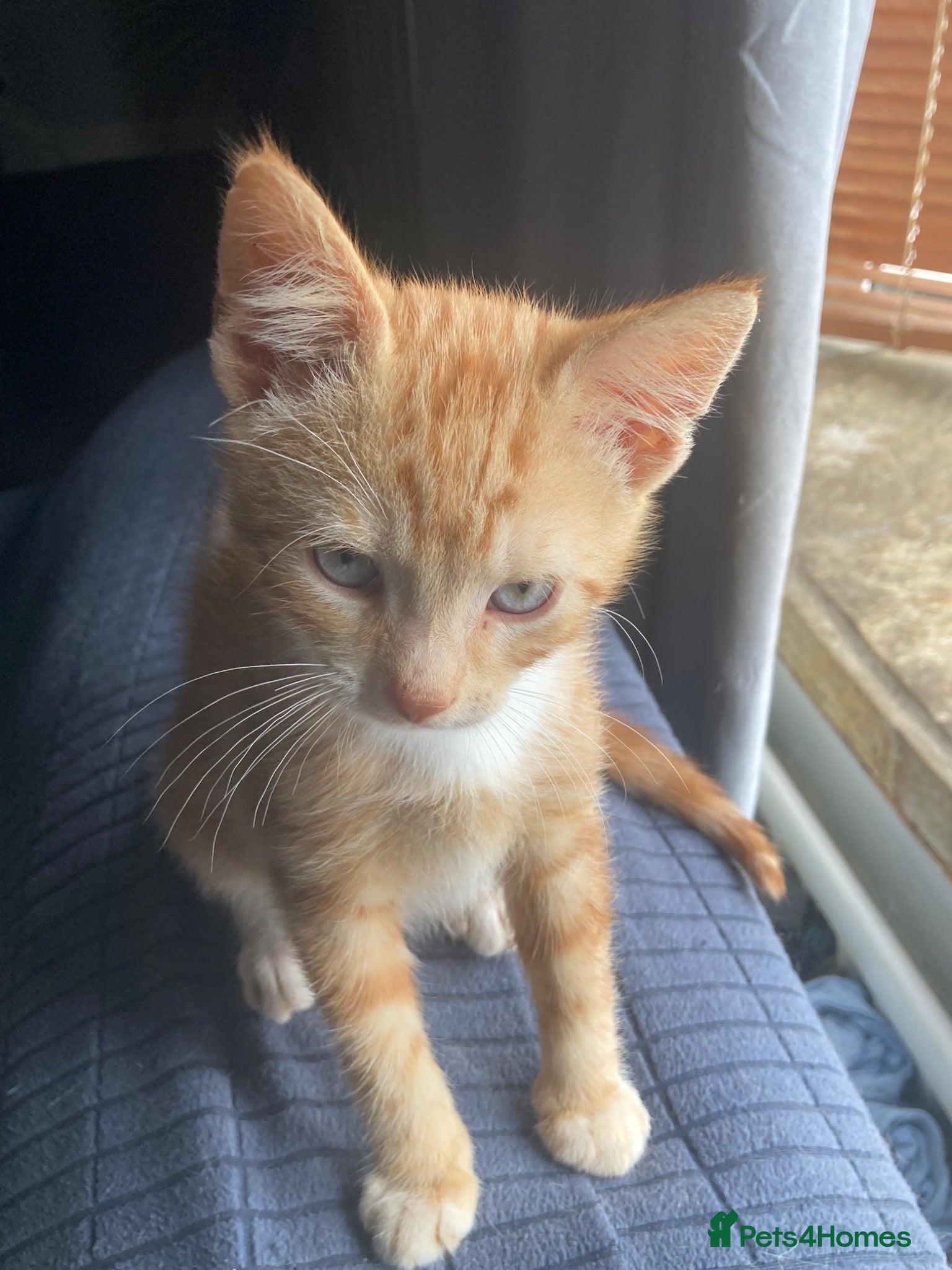 Mixed Breed cats 2 Gorgeous ginger Kittens - Advert 1