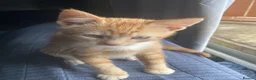 Mixed Breed cats for sale: 2 Gorgeous ginger Kittens - Advert 1