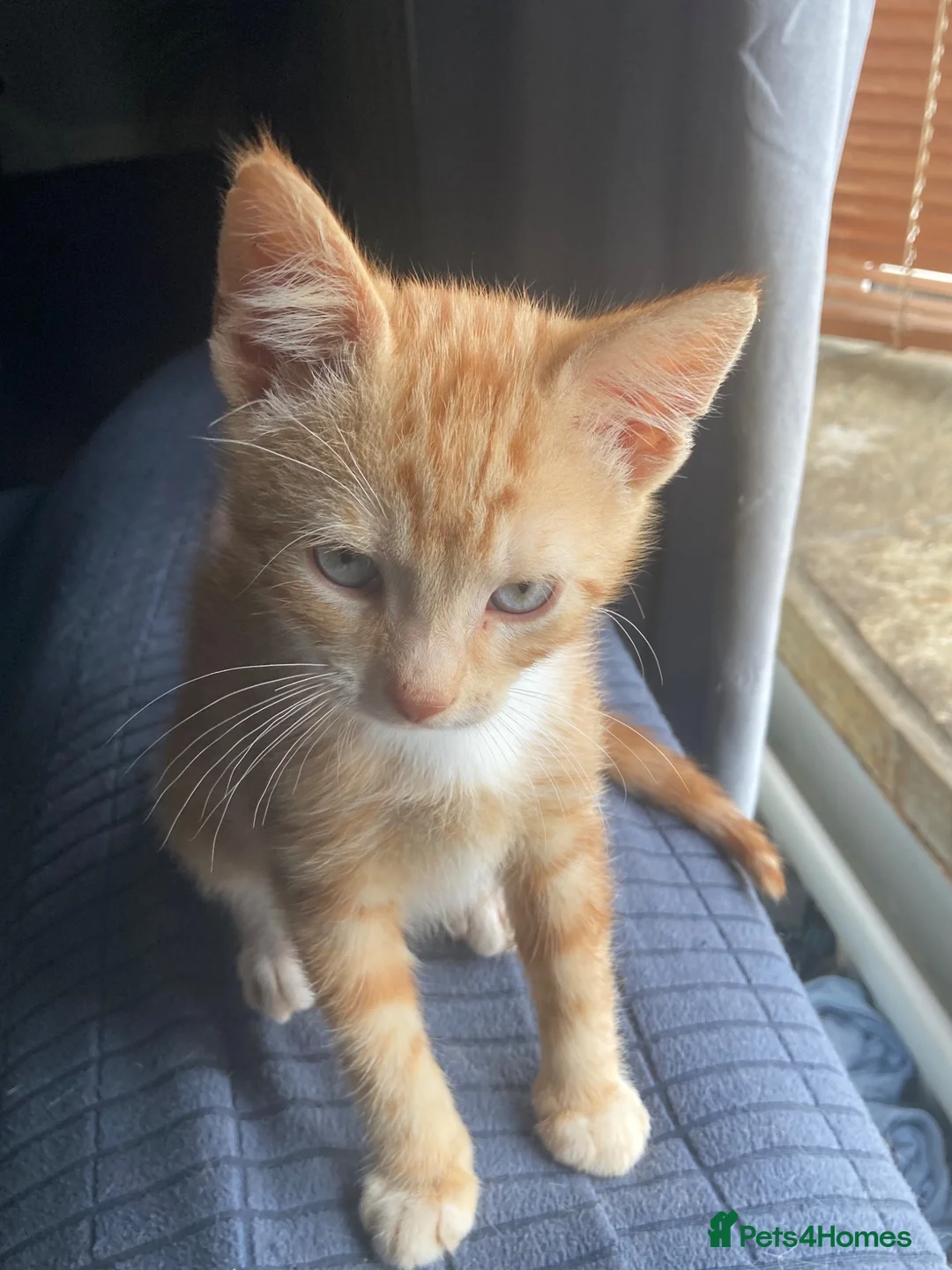 Mixed Breed cats for sale: 2 Gorgeous ginger Kittens - Advert 1