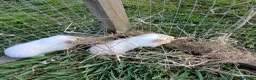 Guinea Pig rodents for sale: Baby boy guinea pigs needing homes - Advert 5