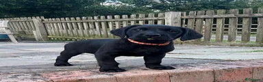 Labrador Retriever Puppy 1