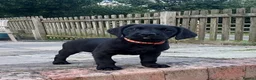 Labrador Retriever dogs for sale: 2 boys available  in Gloucester - Advert 6
