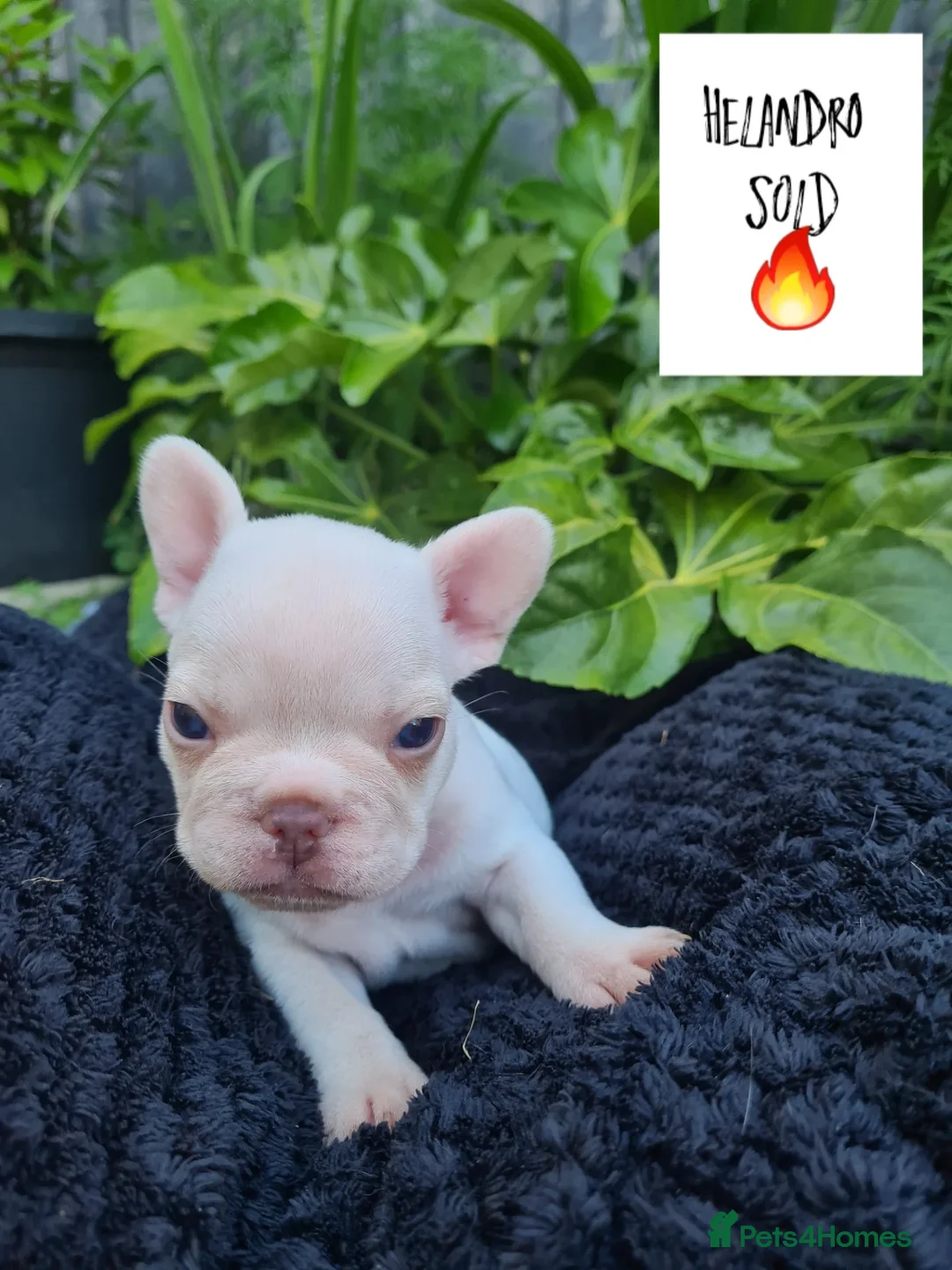 French Bulldog dogs for sale: Big Perm, fluffy and furnished frenchies  - Image 4