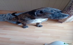 Cane Corso dogs for sale: Meet Our Gorgeous Boy Moose  - Image 5