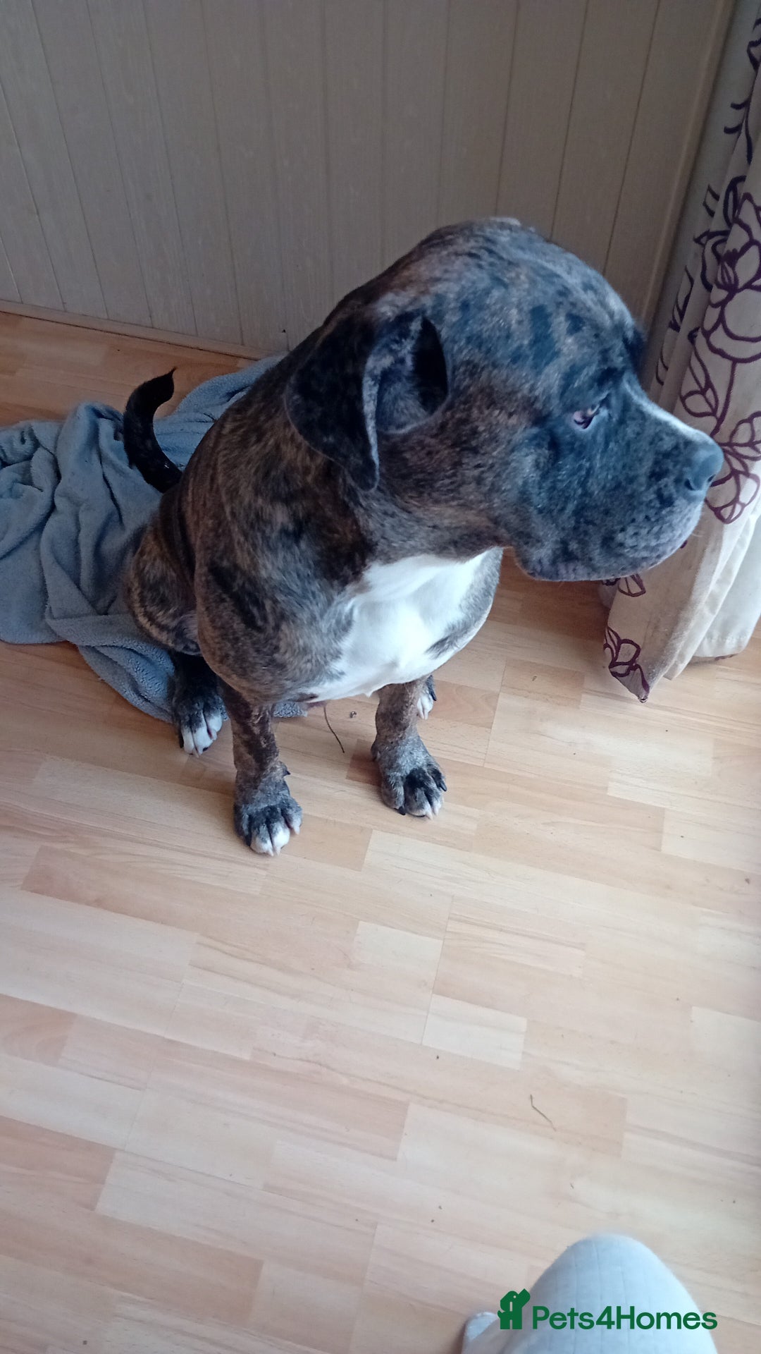 Cane Corso dogs for sale: Meet Our Gorgeous Boy Moose  - Image 5