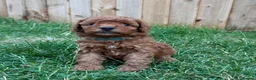 Cockapoo dogs for sale: Stunning Cockapoo Puppies - Advert 28