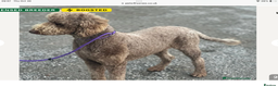 Standard Poodle dogs for stud: FULLY  HEALTH TESTED STANDARD POODLE - Advert 1