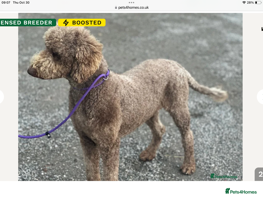 Standard Poodle dogs for stud: FULLY  HEALTH TESTED STANDARD POODLE - Advert 1