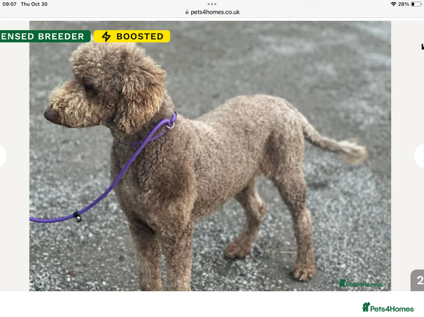 Standard Poodle dogs FULLY HEALTH TESTED STANDARD POODLE - Advert 4