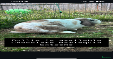 Mini Lop rabbits - Advert 1