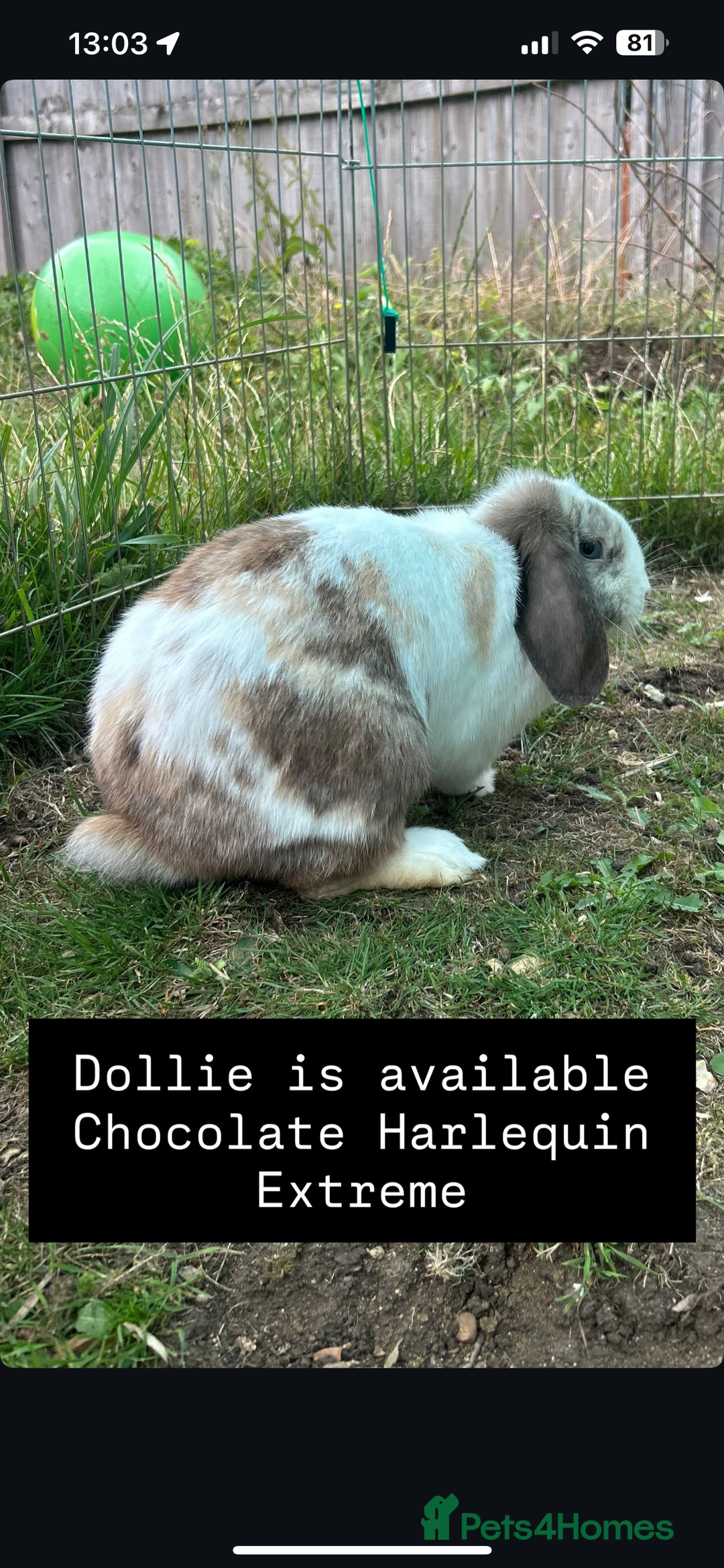 Mini Lop rabbits for sale: Adult Mini Lop Doe’s  - Image 2