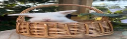Mini Lop rabbits for sale: Vaccinated pure bred mini lops  - Advert 3