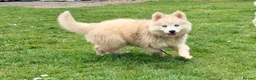 Pomsky dogs for sale: F3 Pomsky puppies  - Advert 10