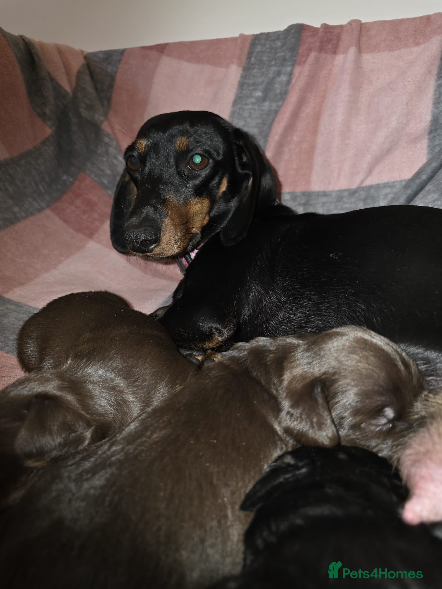 Mixed Breed dogs 🐾🐾 BEAUTIFUL DACHSHUND/SHI-POO PUPPIES . - Advert 1