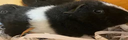 Guinea Pig rodents for sale: Pure bred Teddy boys/boars - Advert 8