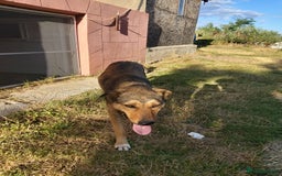 Mixed Breed dogs for adoption: LOLITA, a Superb young Girl - for a Loving HOME - Image 14