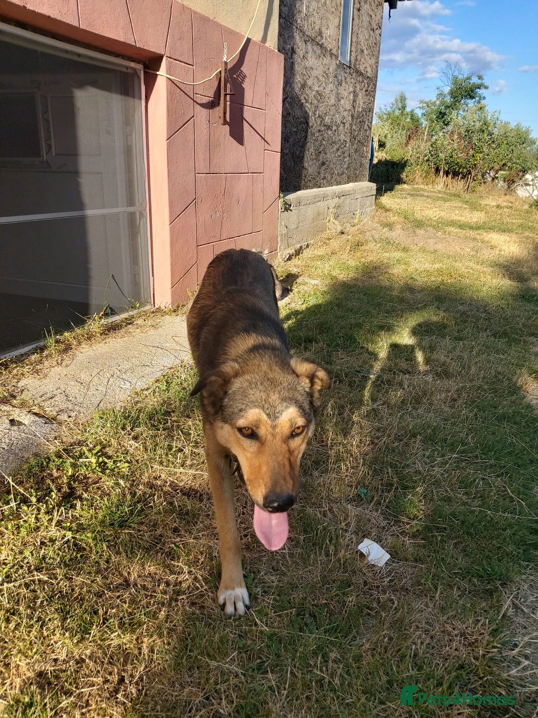 Mixed Breed dogs for adoption: LOLITA, a Superb young Girl - for a Loving HOME - Image 14
