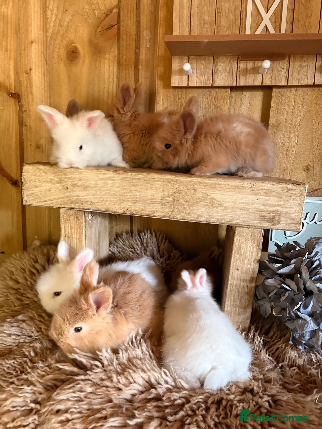 Angora rabbits for sale: 🤎Beautiful English full faced Angora Babies🤍 in Saltburn-by-the-Sea - Advert 2