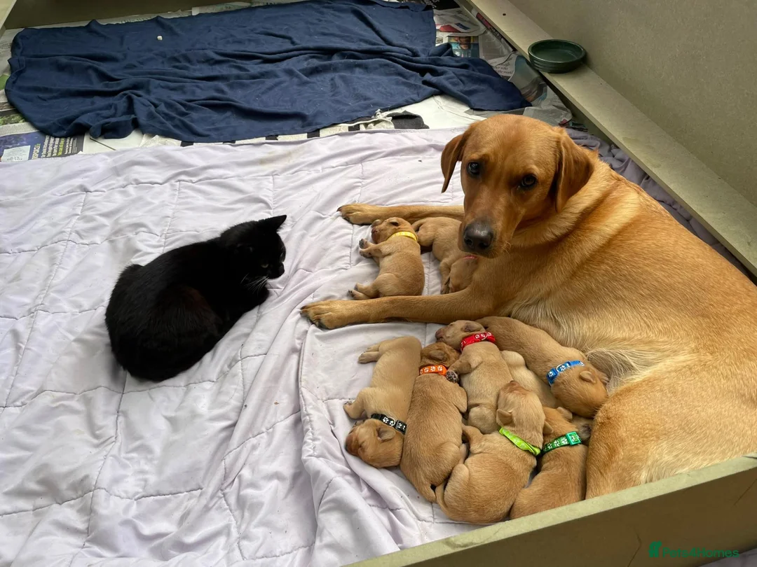 Labrador Retriever dogs for sale: Pedigree Red Fox Labrador Retriever Puppies  in Coulsdon - Advert 1