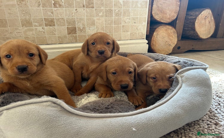 Labrador Retriever dogs - Advert 1