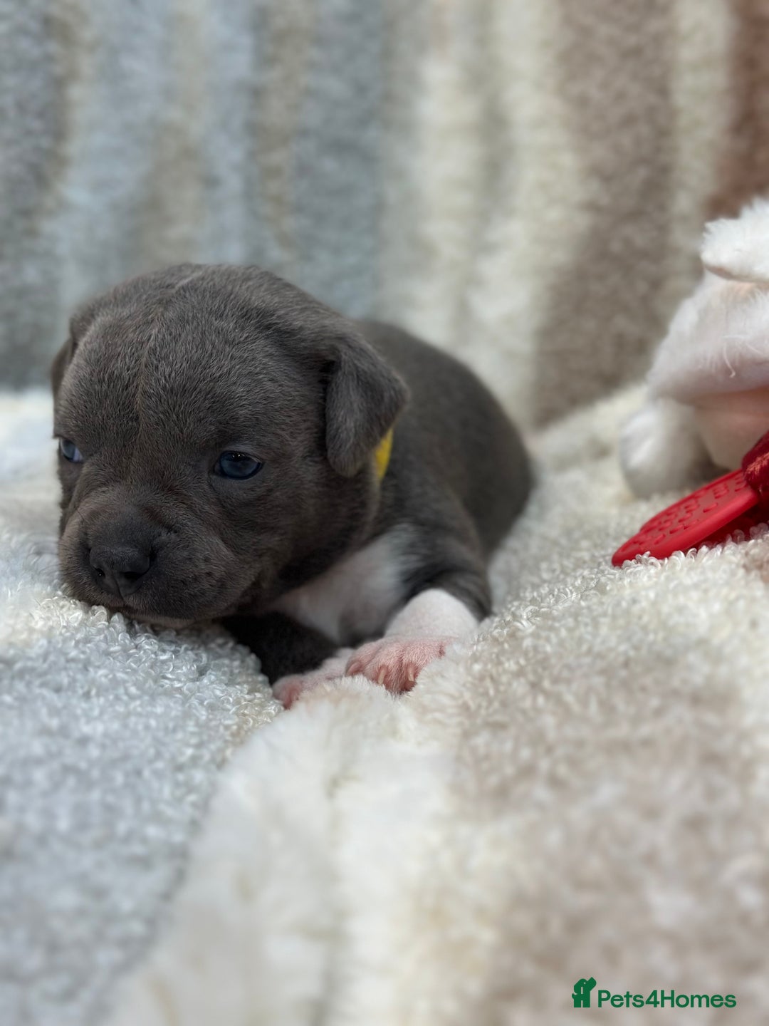 Staffordshire Bull Terrier dogs for sale: ✨🥰🐶 KC Registered Staffordshire Bull Terrier  🐾 - Advert 37