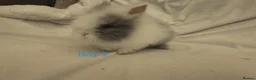 Lionhead rabbits for sale: Double mane lionhead rabbits - Advert 21