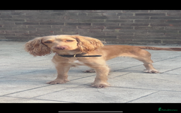 Cocker Spaniel dogs for sale: Working Cocker spaniel puppies - Image 6